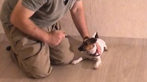 Дрессировка щенка, как отучить щенка кусаться