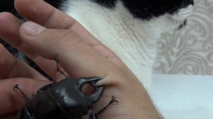 Дерзкий Odontolabis siva (проткнул кожу)