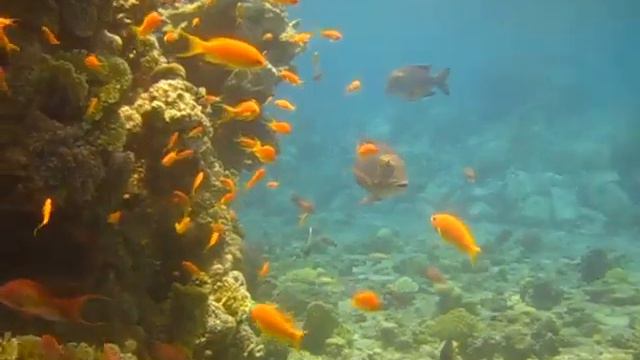 scuba diving israel red sea sigala diving school смотреть онлайн