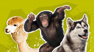 К СЛОВУ: ШИМПАНЗЕ, ХАСКИ И АЛЬПАКА