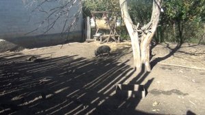 Заказали, наконец таки, вьетнамских свинок. А получили дикую лесную свинью и мини пига