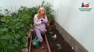 Особенности посадки арбузов и дынь