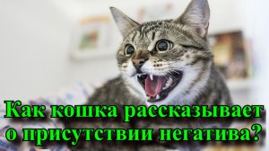 Как кошка рассказывает о присутствии негатива?