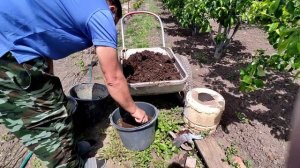 14/05/2023. Колотим навоз для полива рассады | Полив рассады жидким навозом.