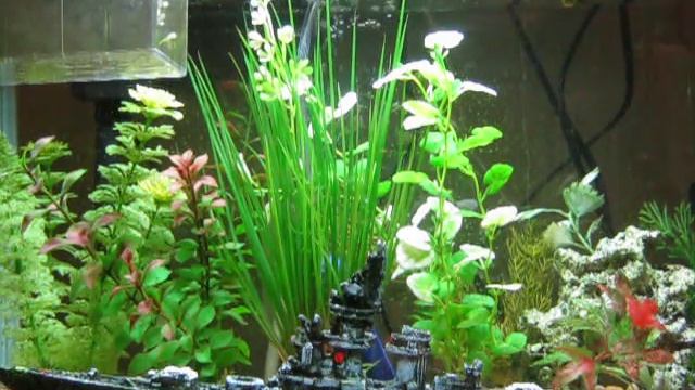 How To Feed Your Fish Freeze Dried Tubifex Worms смотреть онлайн
