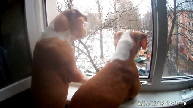 Амстаффы 3месяцев смотрят в окно. А мама АСТ Жужу - за ними... смотреть онлайн