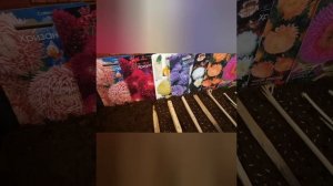 Как я сею астры. Мой способ обработки астр от болезней.