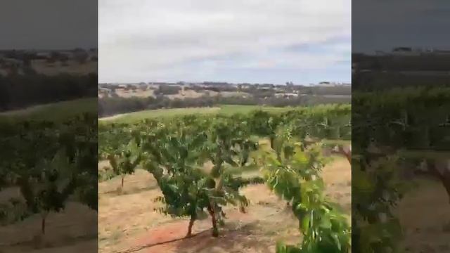 Visited CHERRY GARDEN! #Cherry #Australia смотреть онлайн