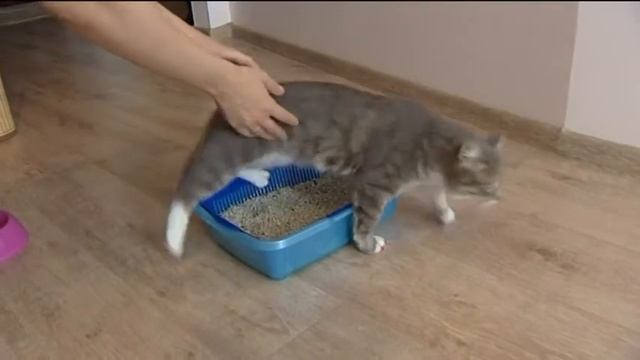 Предъявите ваши лапы или как выбрать идеальный наполнитель для кошачьего туалета смотреть онлайн