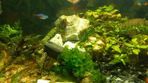 Мох пеллия в аквариуме 100 литров