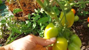 Урожайные, неприхотливые,низкорослые томаты в открытом грунте ,обзор теплиц