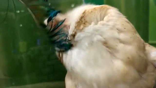 Совенок сипухи - уже взрослая птичка смотреть онлайн