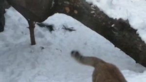 САМЫЕ ОПАСНЫЕ КОТЫ. Сумерки- время камышового кота. Кот, который опасней манула.