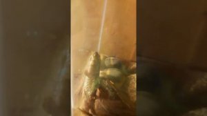 Мой тритон вылазит из аквариума