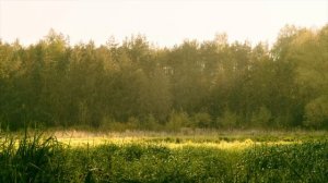 Светлана Кошелева – За всё спасибо, добрый друг | Романс из к/ф "Мы из будущего"