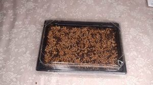Как вырастить кинзу на подоконнике зимой. Польза кориандра.