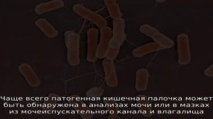 Кишечная палочка в уретре и ее симптомы