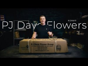 Роза MIX 40см. | Плантация PJ Dave Flowers, Кения