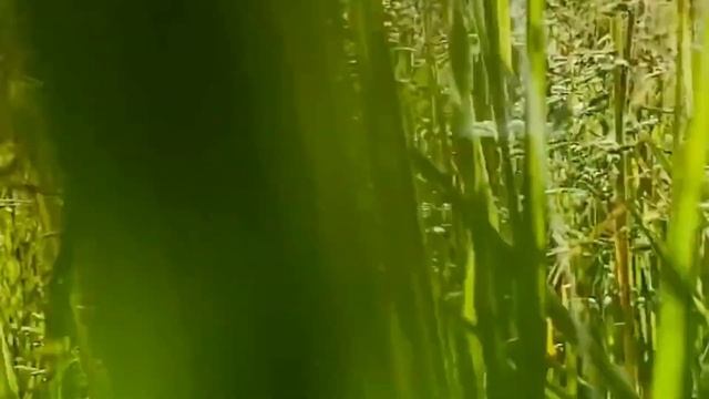 Проси! 11 серпня: яке свято, традиції, народні прикмети, іменини, забобони Різдво Миколая Чудотворц смотреть онлайн