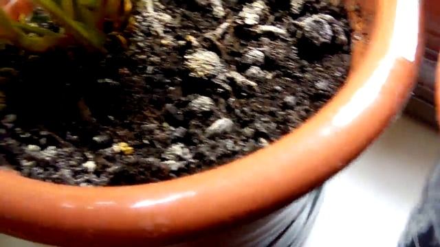 Выращивание ремонтантная клубника земляника strawberry на окне 07.02.18 усик проращивание семян опы смотреть онлайн