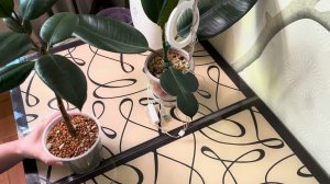 Пересадка фикусов. Фикус Каучуконосный Эластика Робуста. Фикус Бенджамина  и Пестролистный.