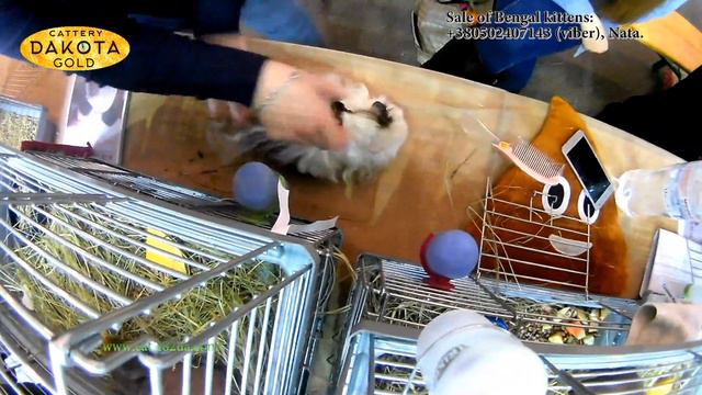 Выставка грызунов в Харькове, 2017, 10 декабря, часть 1 смотреть онлайн