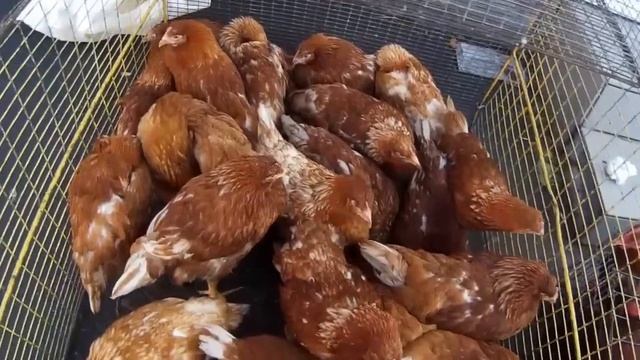 Куры несушки Производство яиц Бизнес смотреть онлайн