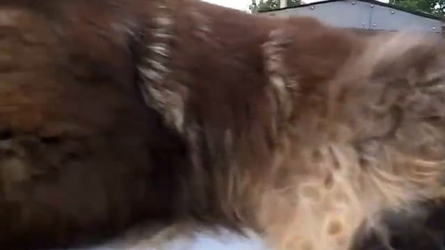 Мейн кун На вечерней зорьке GRANDWILL SHARM SURPRIZE 115 месяцев3