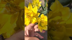 Тюльпан Yellow Spider