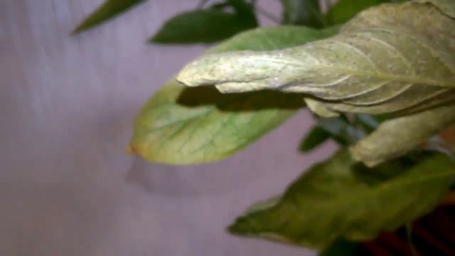 Паутинный клещ на комнатных растениях Как выглядит Вид поражённых растений Как бороться с клёщом смотреть онлайн