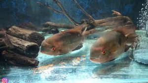 Цихлазома винная она же бражник. Cichlasoma temporale.