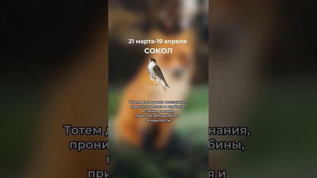 Ваше тотемное животное. Часть 2🦒