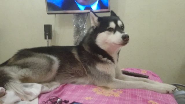 Хаски воет поет Nord Pharrell Williams (лучше чем хаски Мишка ) Хаски поет смотреть онлайн