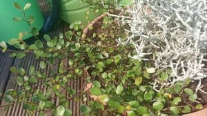 Новинки для контейнерного сада. Бересклет японский, калоцефалус, муленбекия.   Жасмин и бугенвелия.