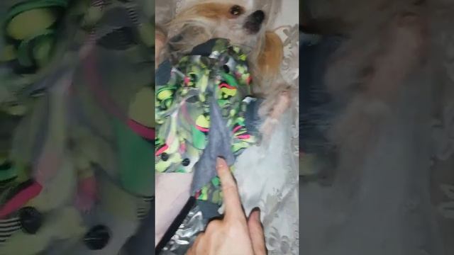 Тёпленький и яркий комбинезон для собаки ? смотреть онлайн