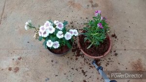 How to take care of Dianthus/Carnations || A step by step guide