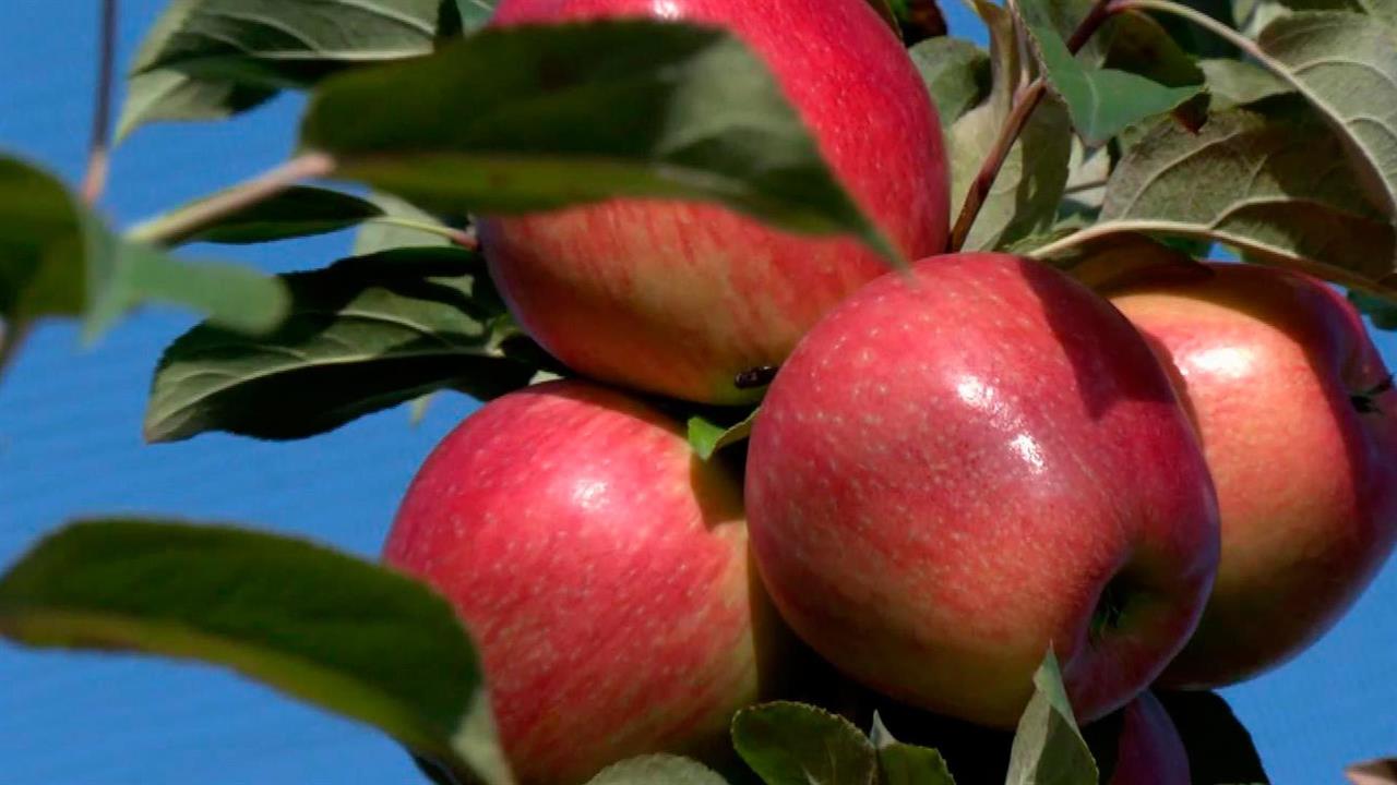 Липецкая область готовится к участию в масштабной выставке-форуме "Россия" на ВДНХ