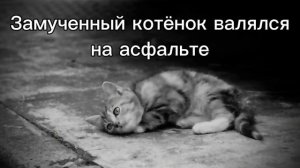 Свидетельство О Смерти — Про котёнка (Текст на русском)