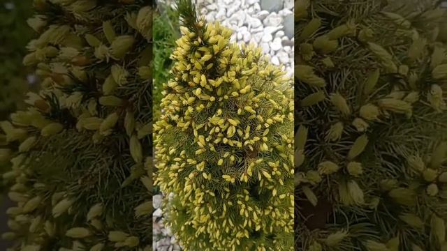 6.05 ель канадская коника  дейзи уайт с белыми приростами, флокс,  #garden #flower #plant #сад