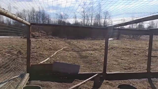 Станок для дойки КОЗЫ/ Дойка козы/Мастерим из того что есть/ Навес для коров готов/ смотреть онлайн