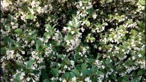 ЦВЕТЕТ ГУМИ - ВОСХИТИТЕЛЬНЫЙ ПЛОДОВЫЙ И ДЕКОРАТИВНЫЙ КУСТАРНИК. МЕДОНОС