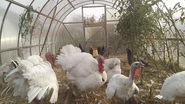 Индюки Белые Широкогрудые в линьке // Секреты Хороших Урожаев смотреть онлайн