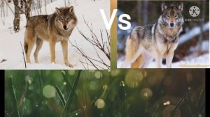 ЕВРАЗИЙСКИЙ ВОЛК ПРОТИВ  РУССКИЙ ВОЛК
