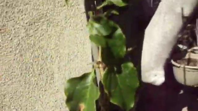 Garden Pepperazzi - How to grow a bougainvillea tree смотреть онлайн