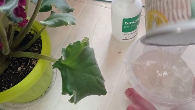 2 Капли под любой домашний цветок и шикарное цветение вам обеспечено Цветет Вмиг обильно! смотреть онлайн