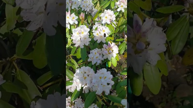 Пышная и обильное цветение эффектного куста рододендрона. Шмели опыляют цветоносы. Пение птиц.