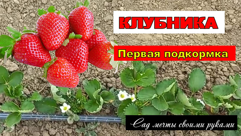 Первая подкормка клубники/ Чем и как подкормить клубнику/ Тепличный бизнес с нуля