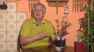 Голова садовая - ВАЖНО! Как вырастить жимолость