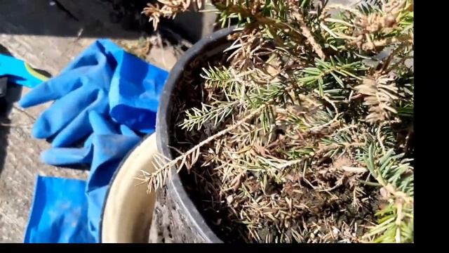 Ель сербская. Салон красоты после зимовки. смотреть онлайн