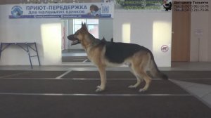 Гудкина Мария и овчарка Грей. Тренировка ОКД: команды Лежать, Сидеть, Стоять (комплекс). Тольятти.